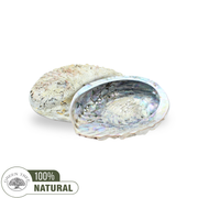 Abalone Shell -Haliotis Midae 10-12 cm