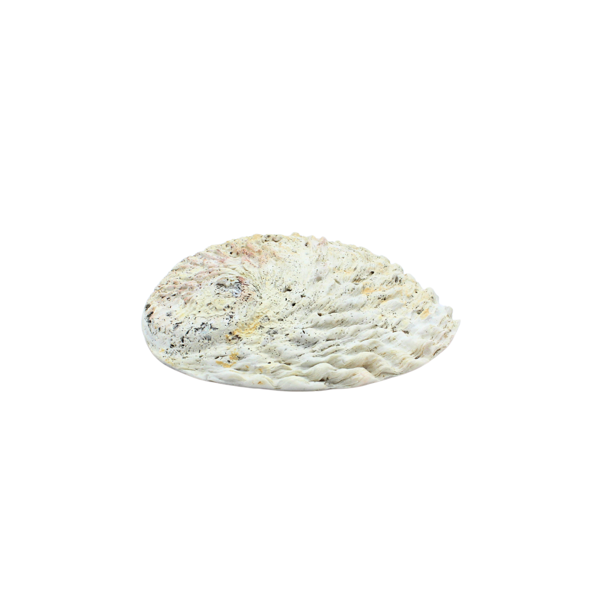 Abalone Shell -Haliotis Midae 10-12 cm
