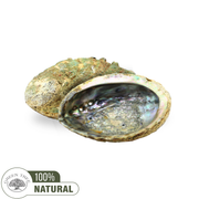 GREEN ABALONE SHELL 12-15CM