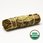 Yerba Santa Sage 10 cm