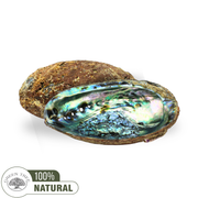 GREEN ABALONE SHELL 15-17cm