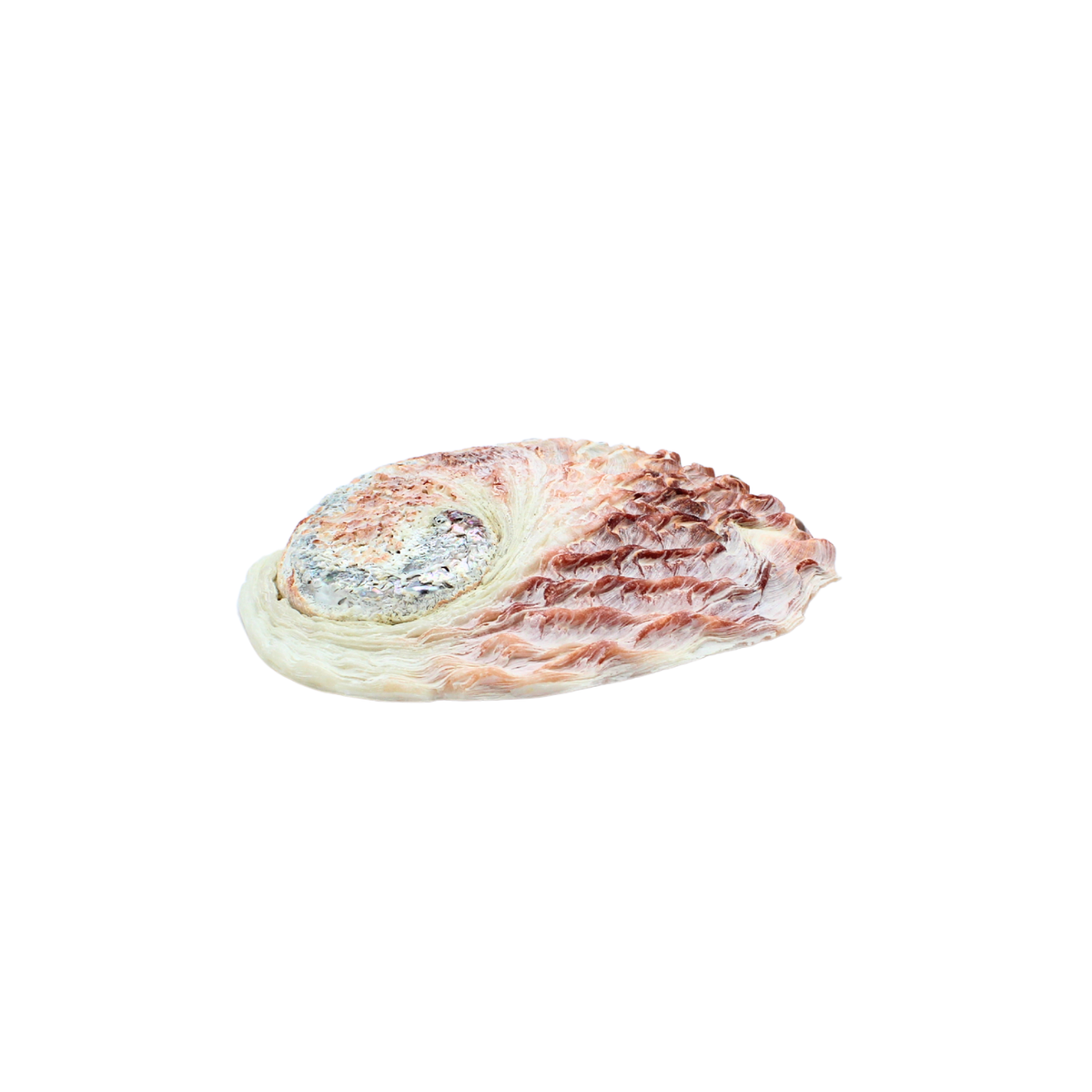 Pink Abalone Shell 12 - 15 cm