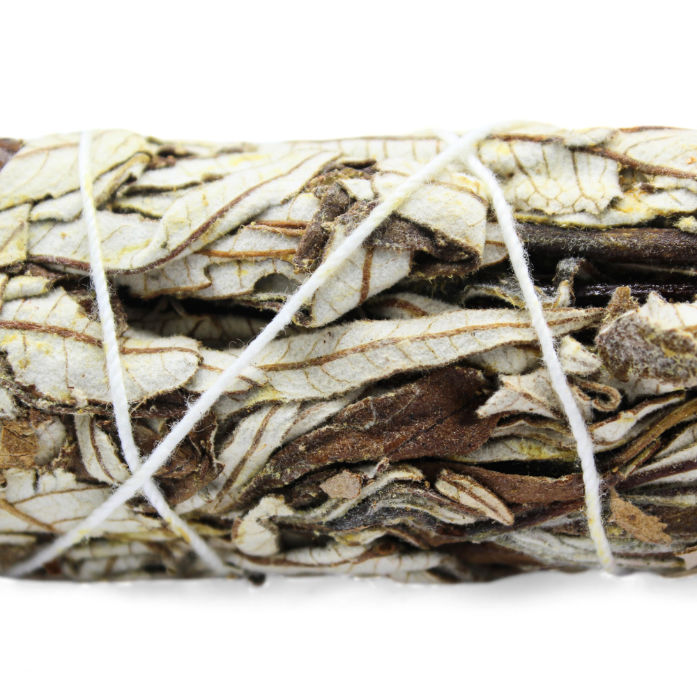 Yerba Santa 22 cm