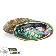 Abalone Shell 15 - 16 cm