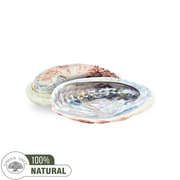 Pink Abalone Shell 12 - 15 cm