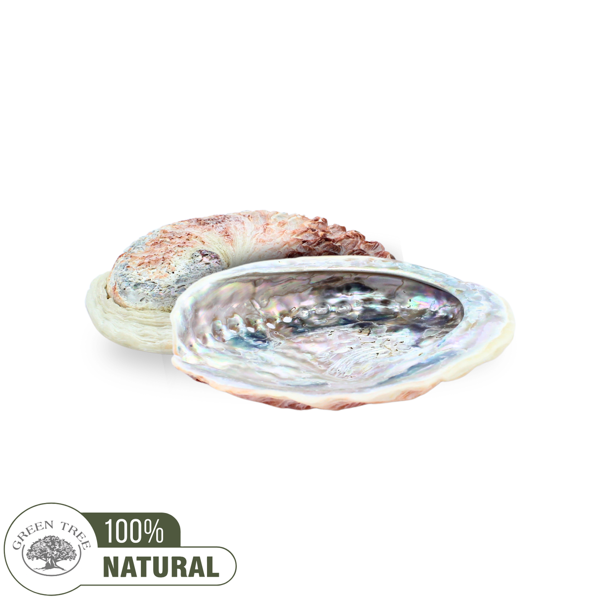 Pink Abalone Shell 12 - 15 cm