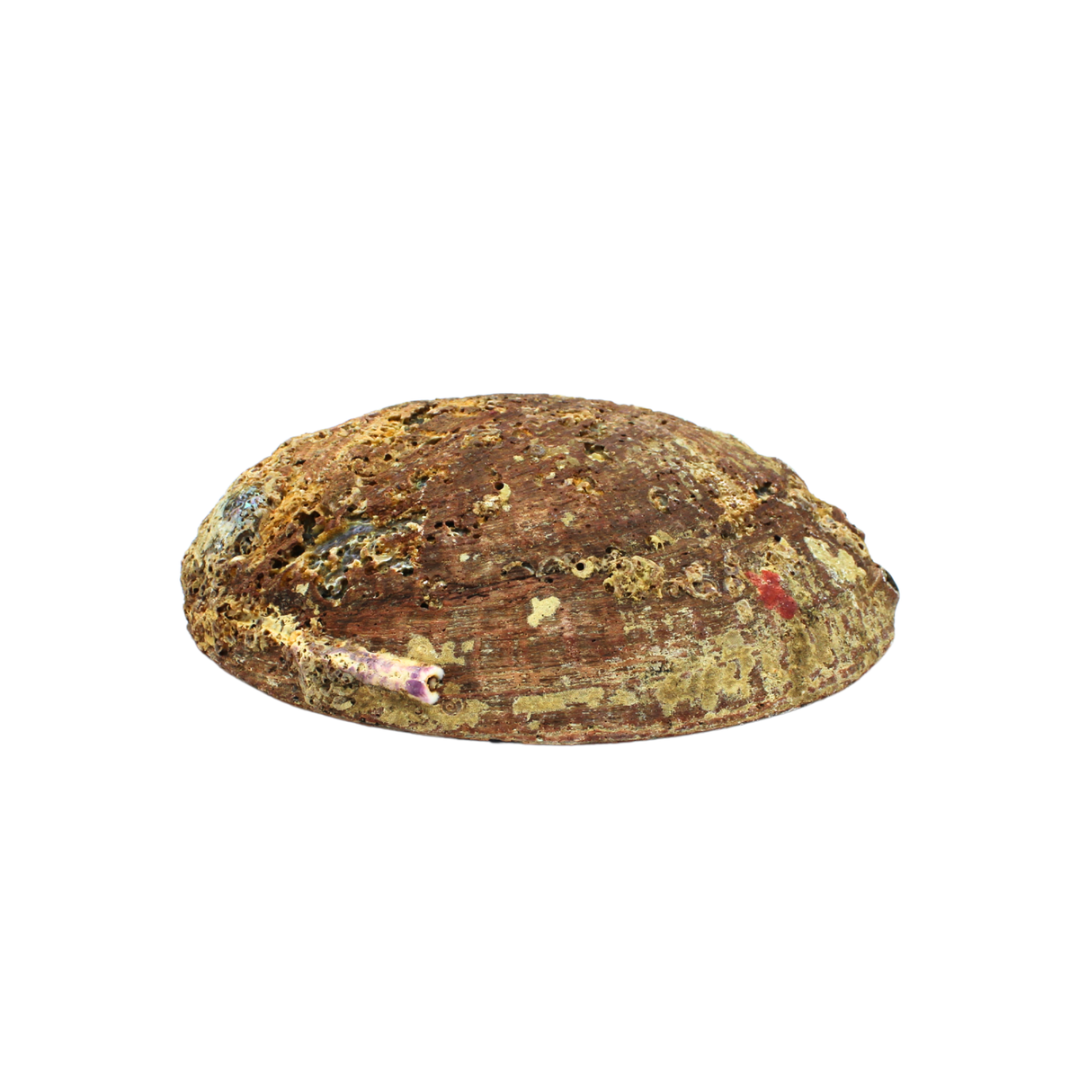 GREEN ABALONE SHELL 15-17cm