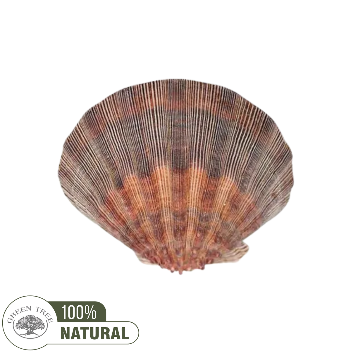 Smudge Shell Large Unpolished