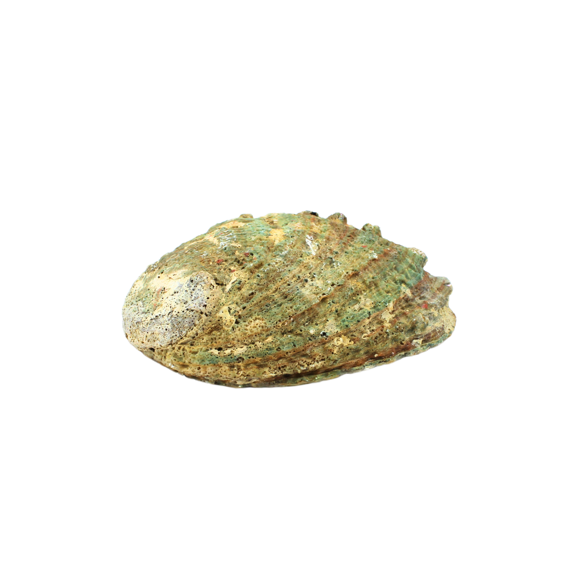 GREEN ABALONE SHELL 12-15CM