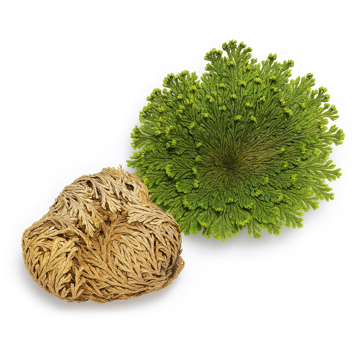 Rose of Jericho (resurrection plant) small