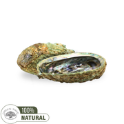 Green Abalone Shell 10-12cm