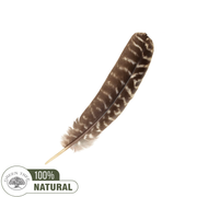 Barred Turkey Smudge Feather 20-25cm