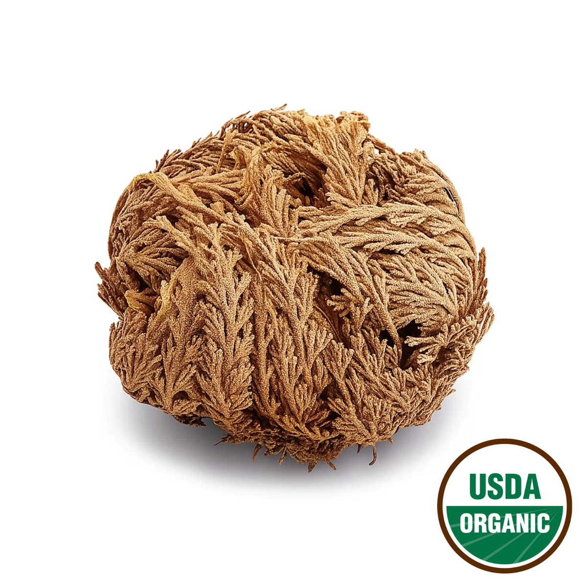 Rose of Jericho (resurrection plant)