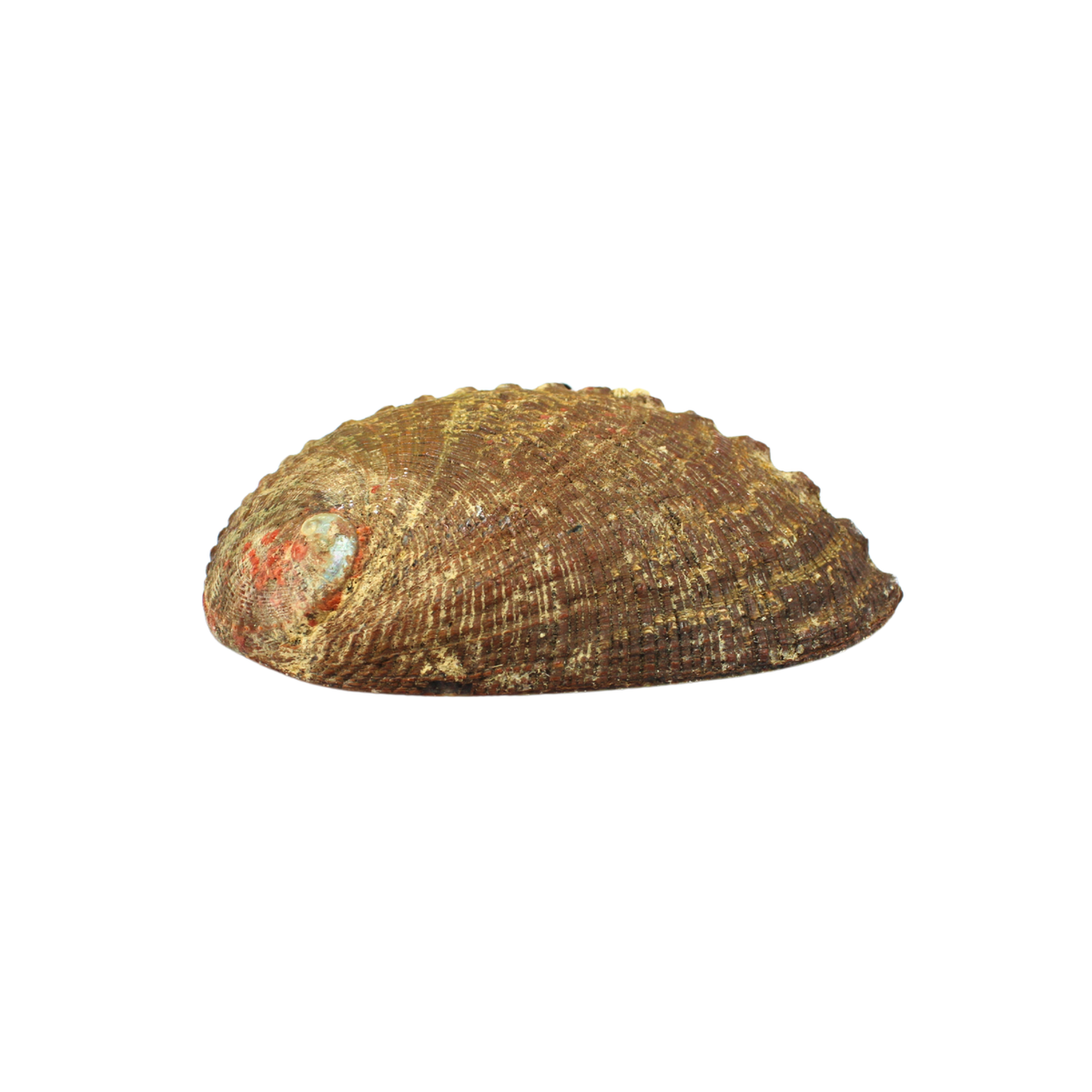 Abalone Shell 12-15 cm