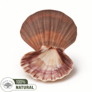 Smudge Shell Large Unpolished