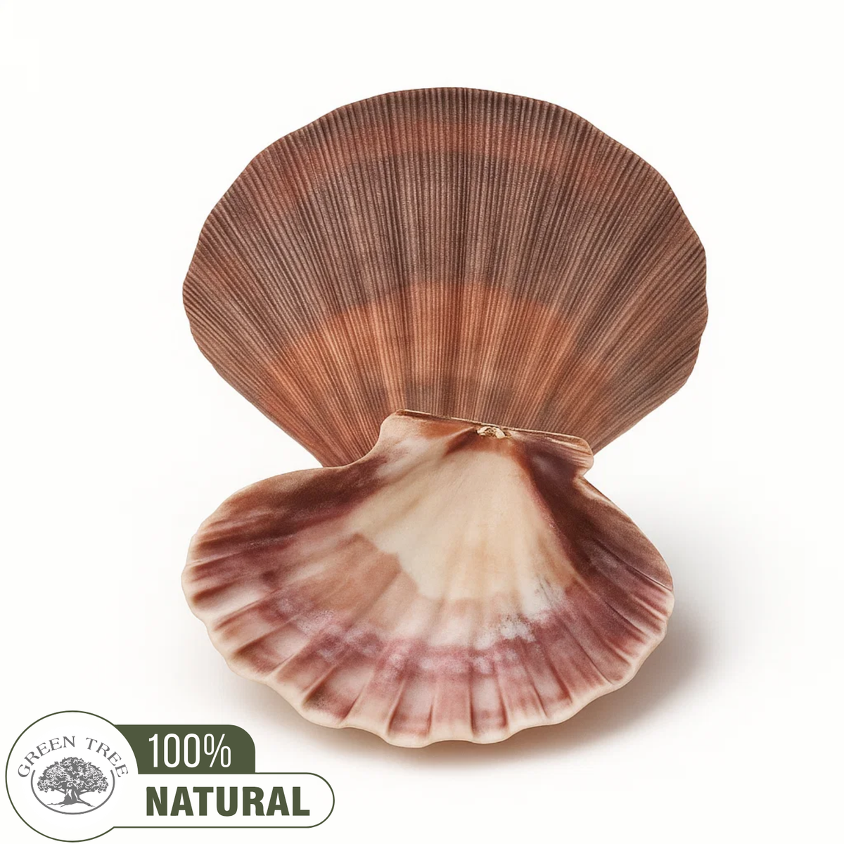 Smudge Shell Large Unpolished