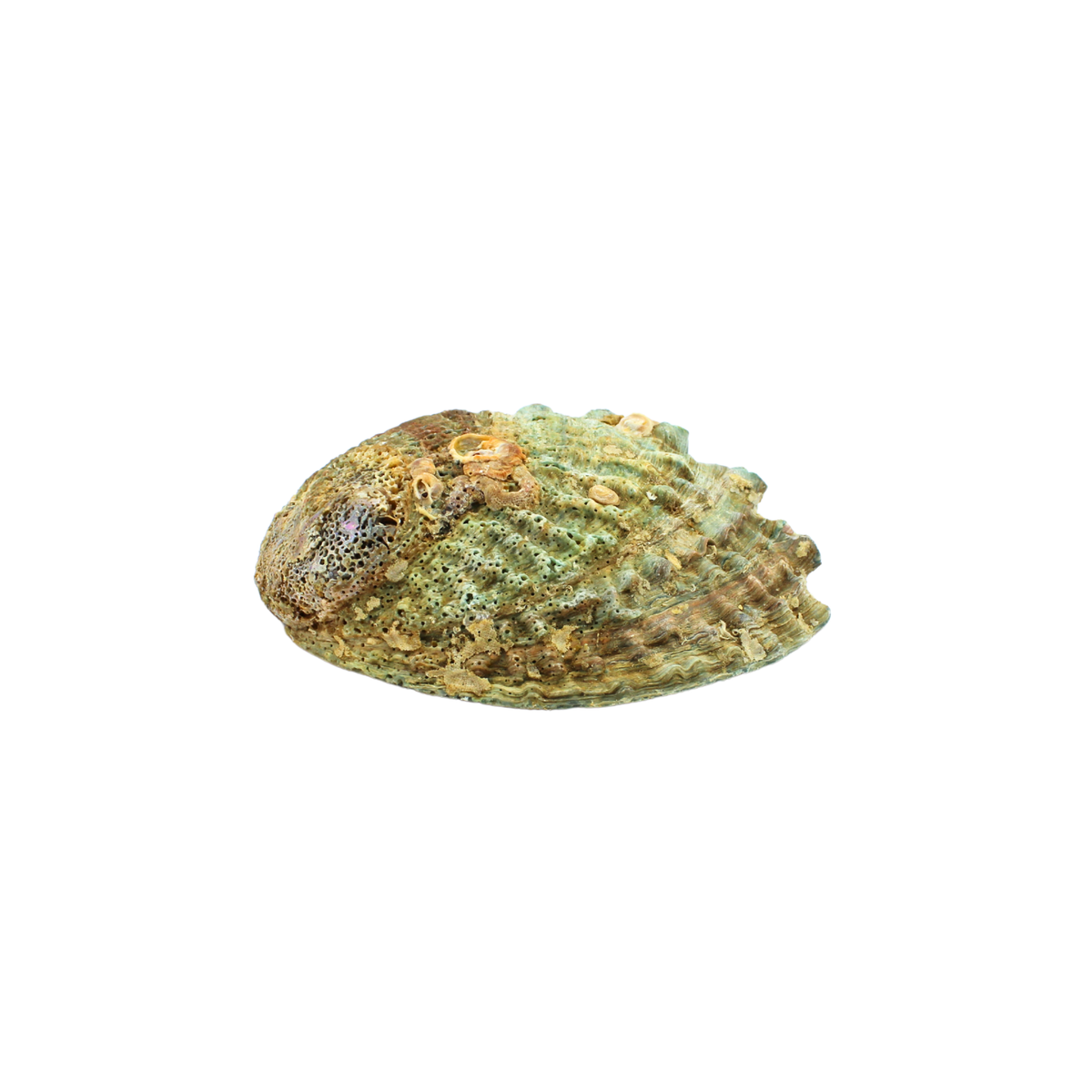 Green Abalone Shell 10-12cm