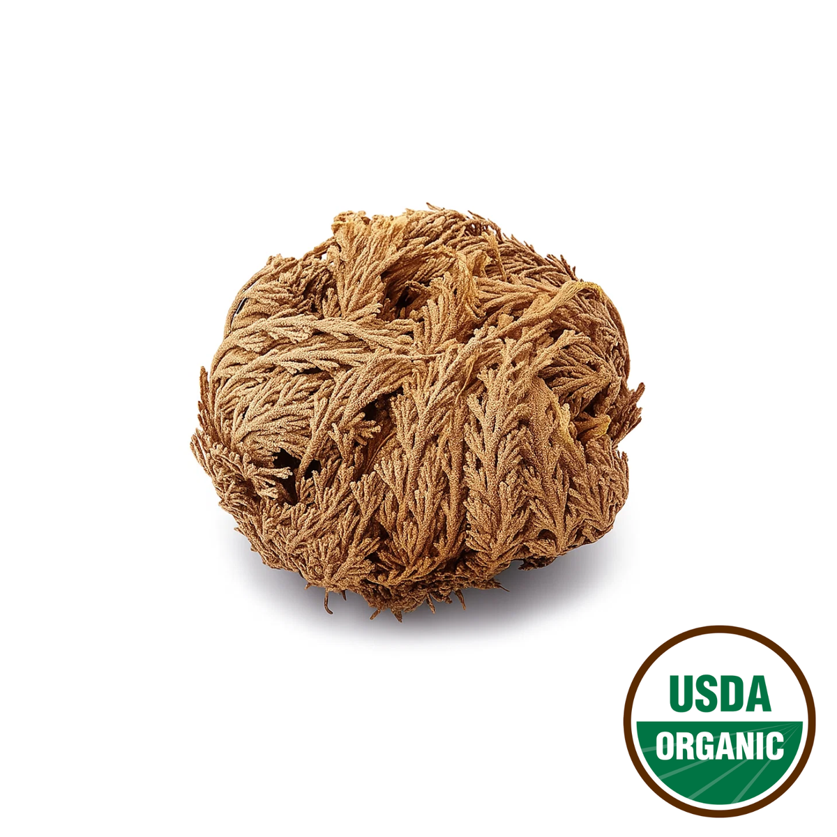 Rose of Jericho (resurrection plant)