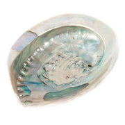 Abalone Shell XL  16 -18 cm
