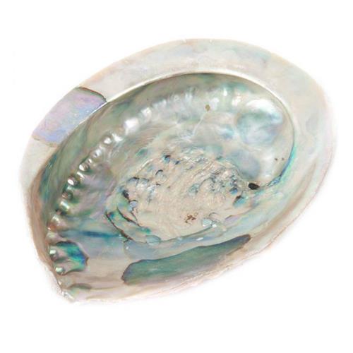 Abalone Shell XL  16 -18 cm
