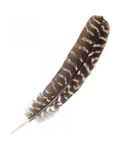 Barred Turkey Smudge Feather 30cm