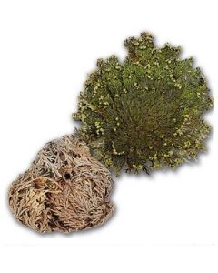 Rose of Jericho (resurrection plant)